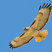 Red-tailed Hawk